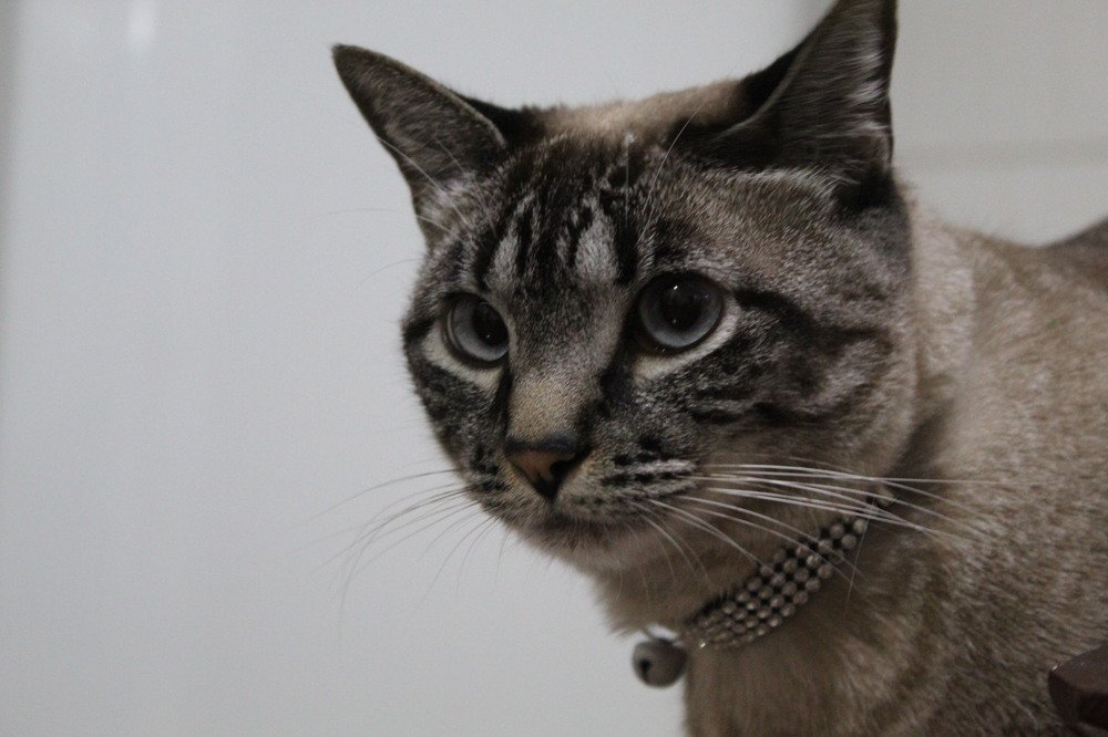 Photograph by RENAN TREVIZAN SANTOS