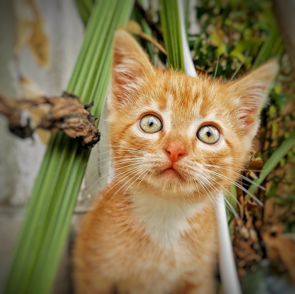 Фотография автора Валерия Афонасьева