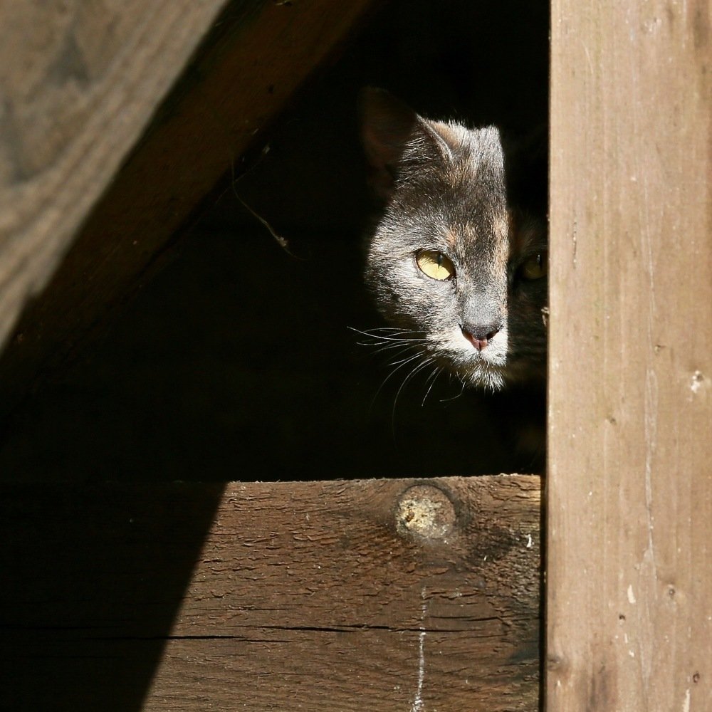 Фотография автора Михаил Копанс