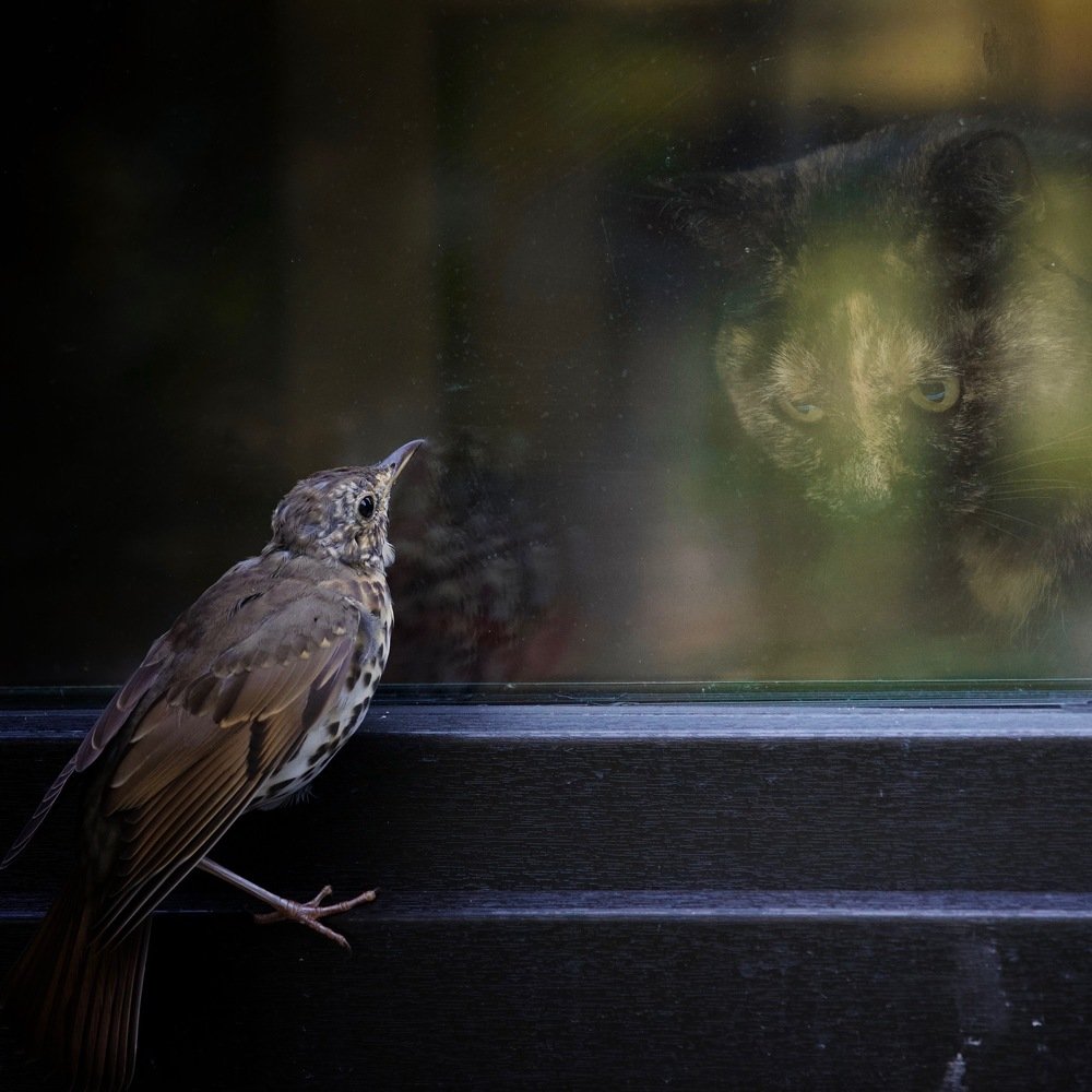 Фотография автора Михаил Копанс