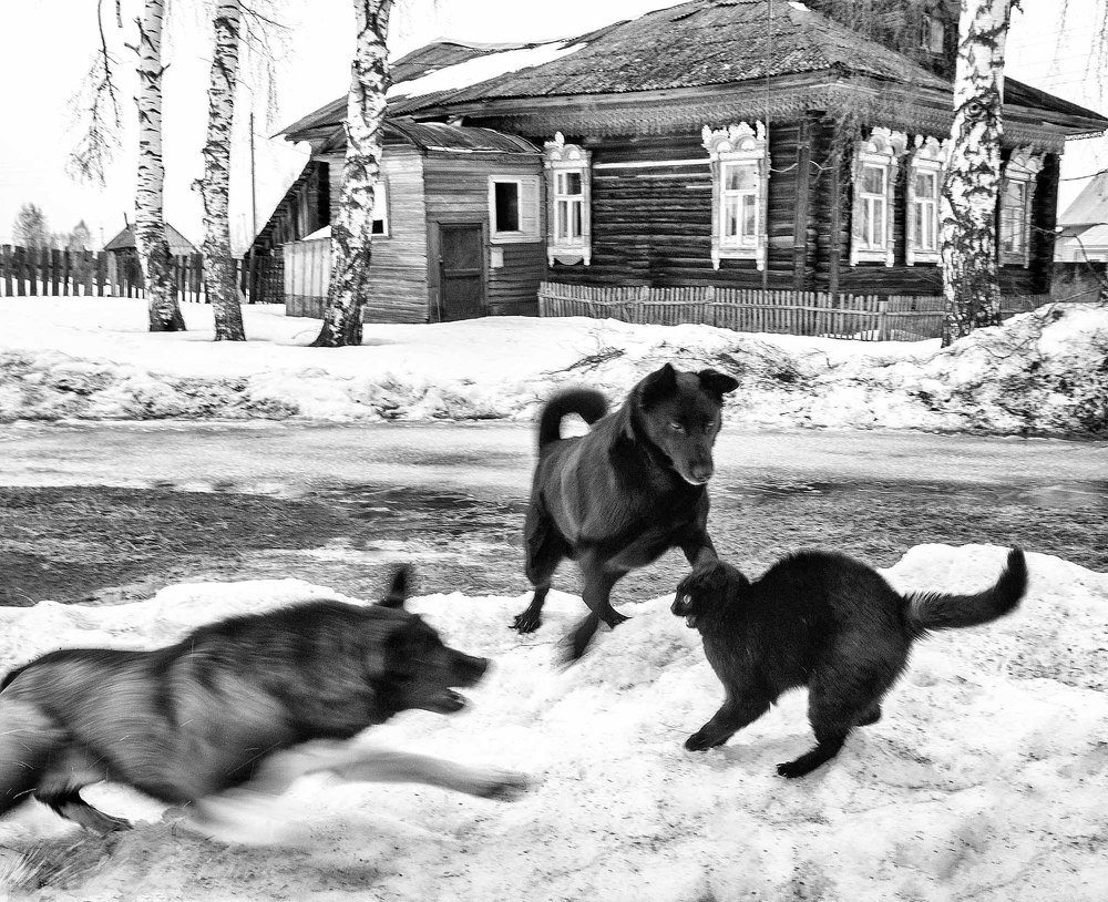 Фотография автора Сергей Метелица