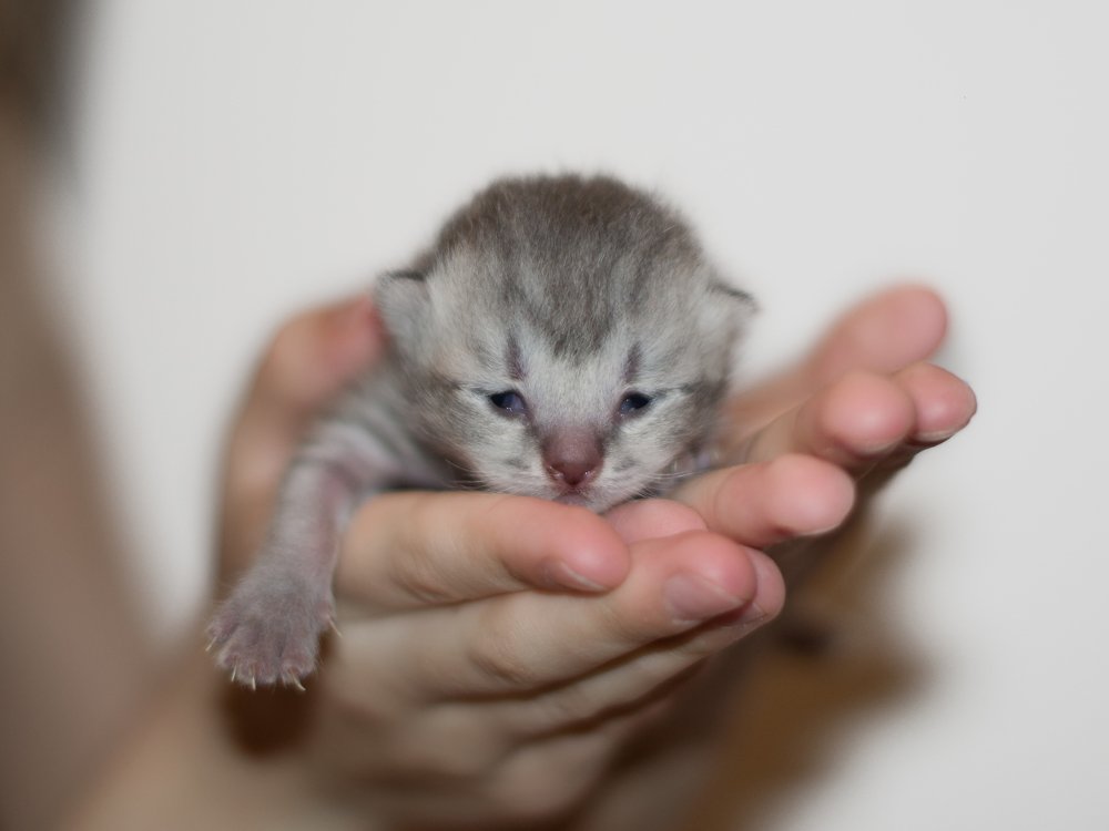 Фотография автора Ольга Карелина