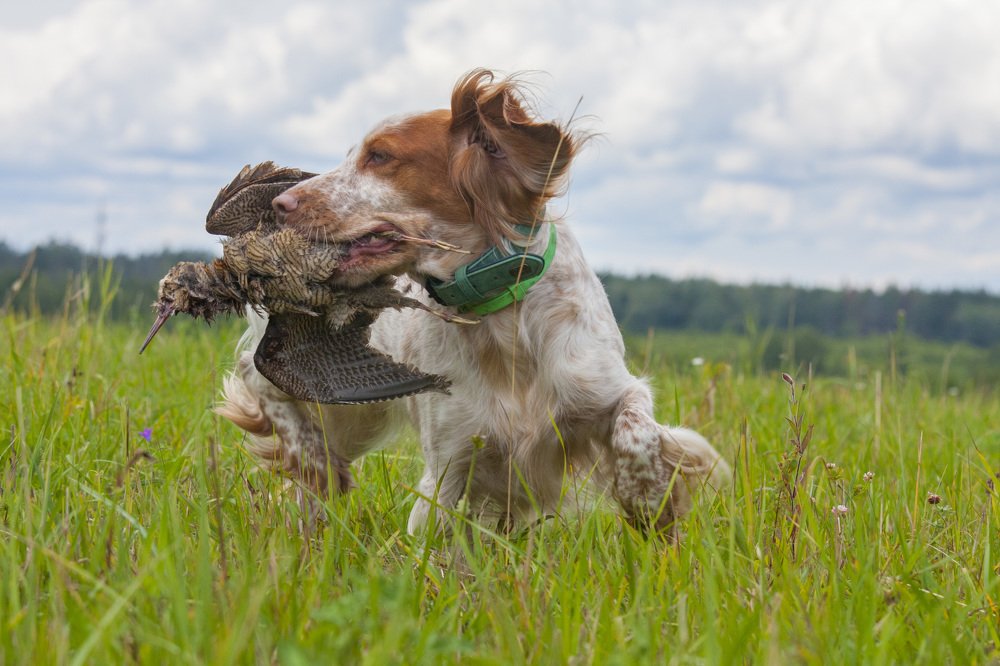Сезон открыт..