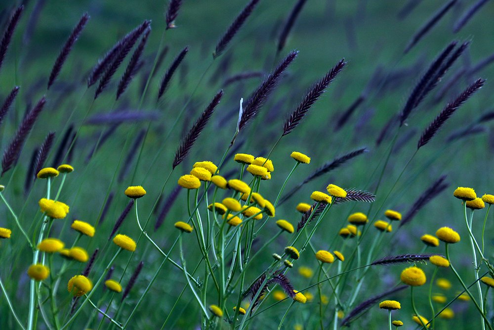 Фотография автора behbood mohajeri jolandan