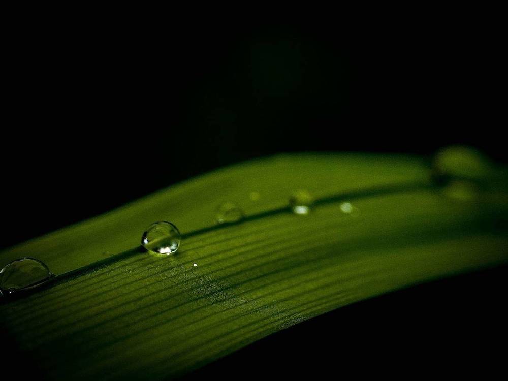 Photograph by Pifin Mustaji