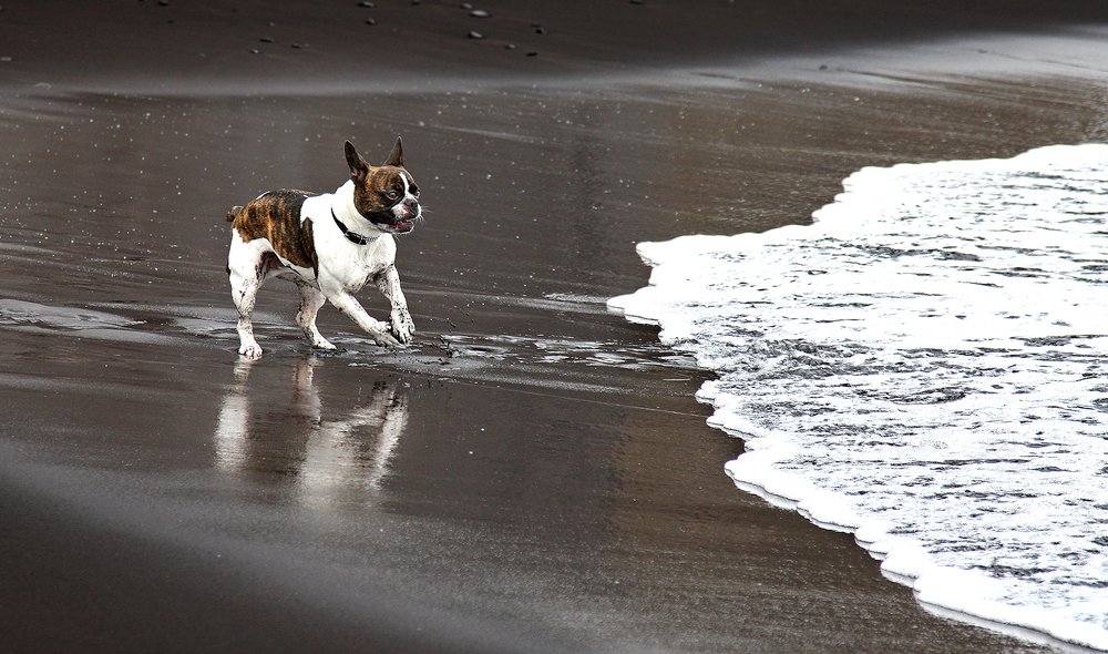 Photograph by DDiArte