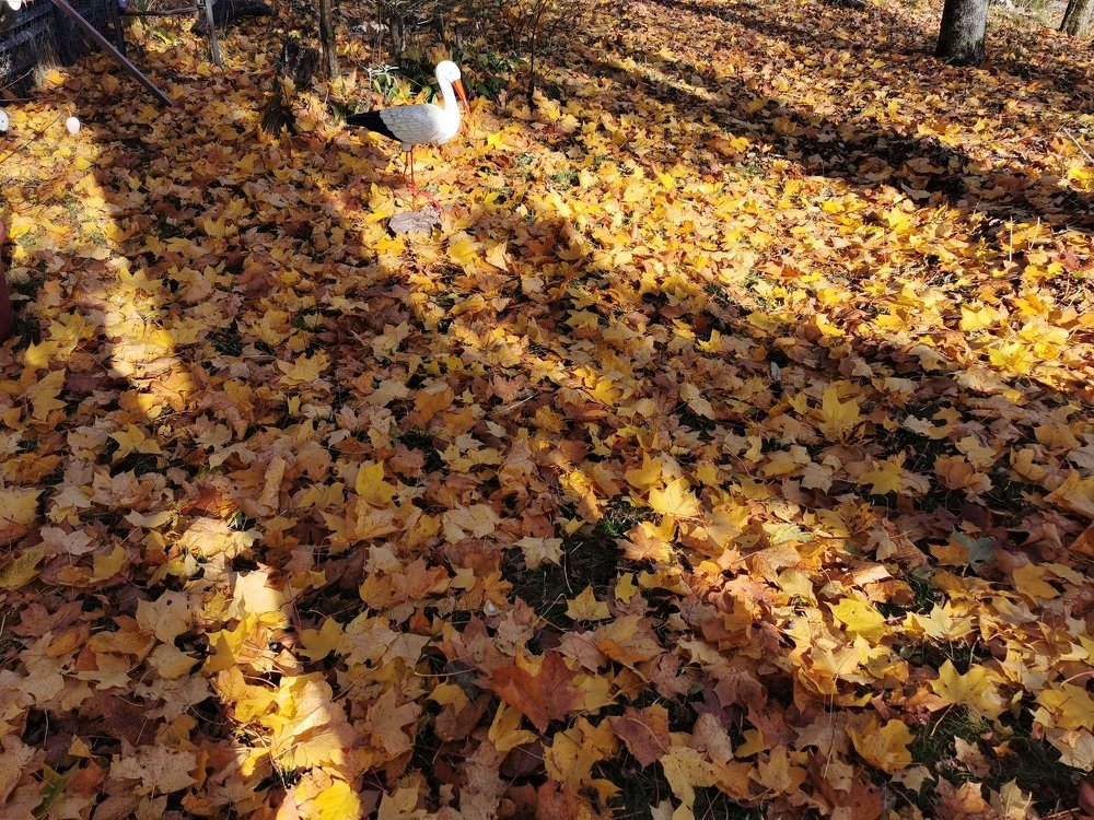 Фотография автора Рутковская Жанна