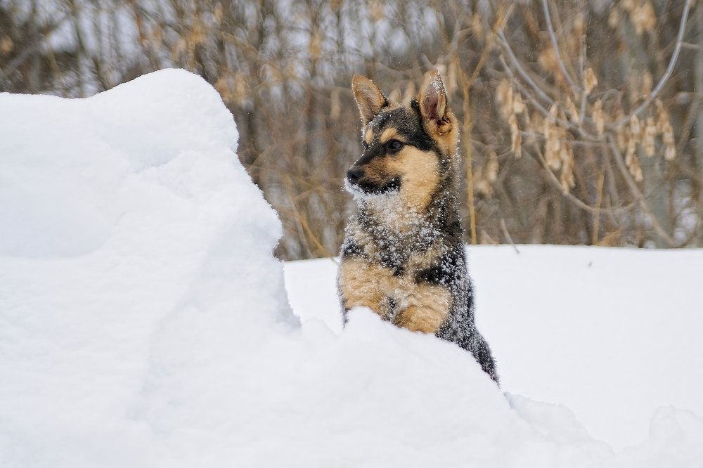 Веду наблюдение