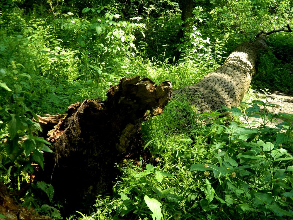 Упавшее дерево