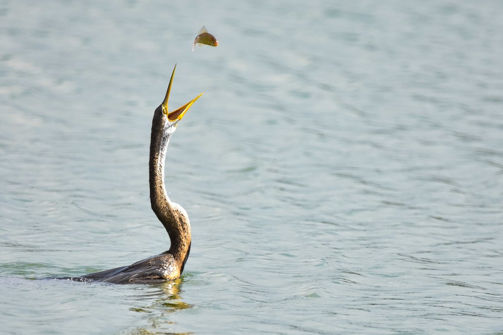 Photograph by Bhoobalakrishnan G