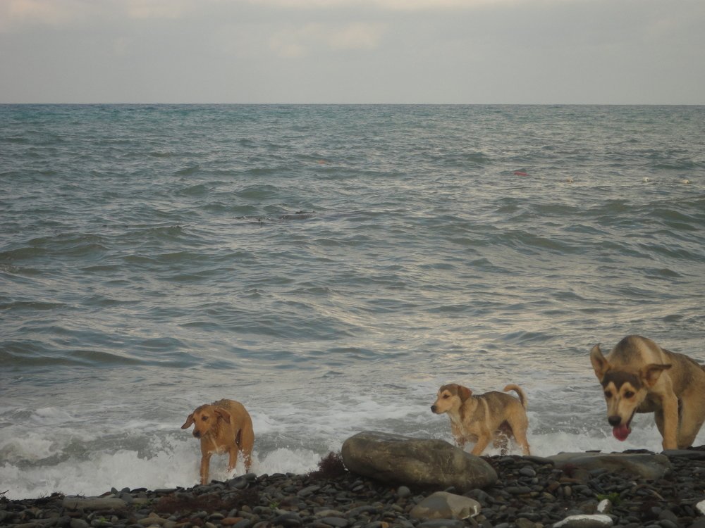 Photograph by Светлана Гринцова