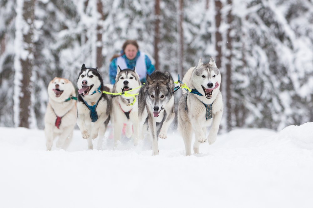 Фотография автора София Дудова