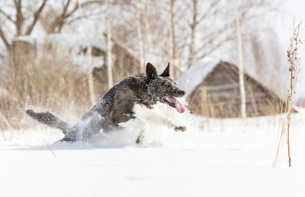 Фотография автора Сергей Метелица