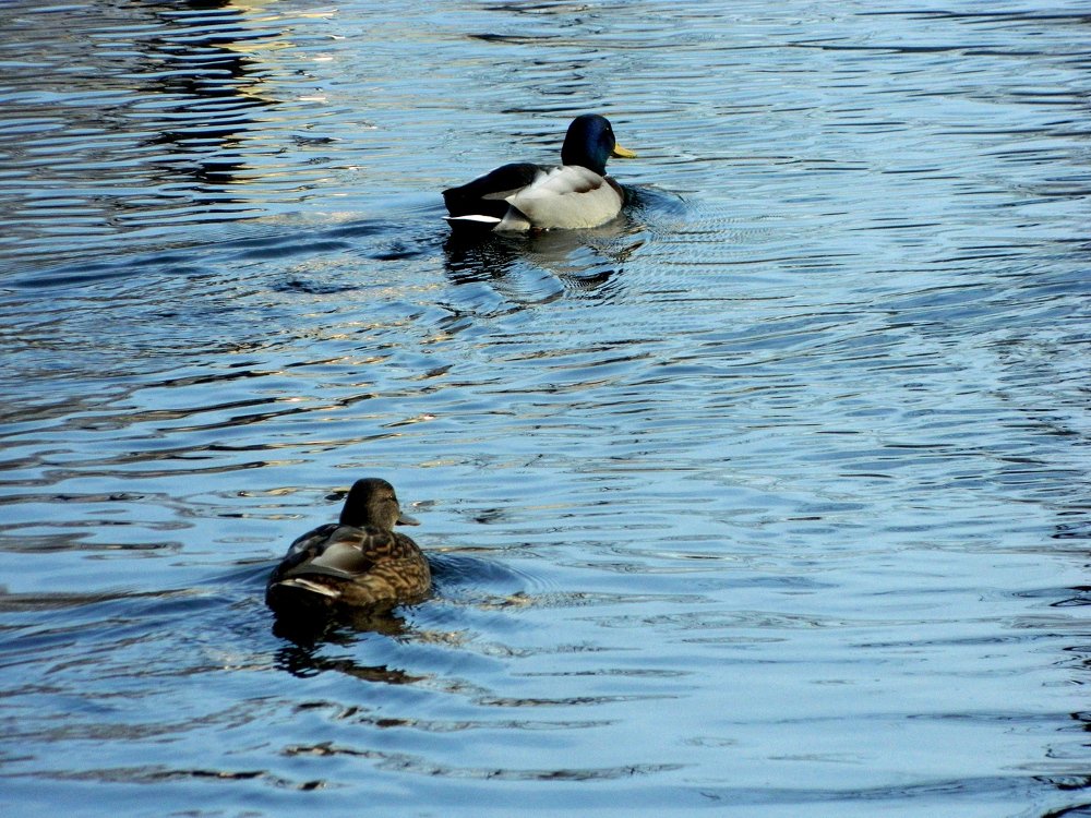 Фотография автора Сергей Рапопорт