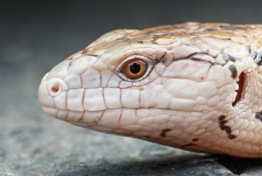 Photograph by Dian Putera