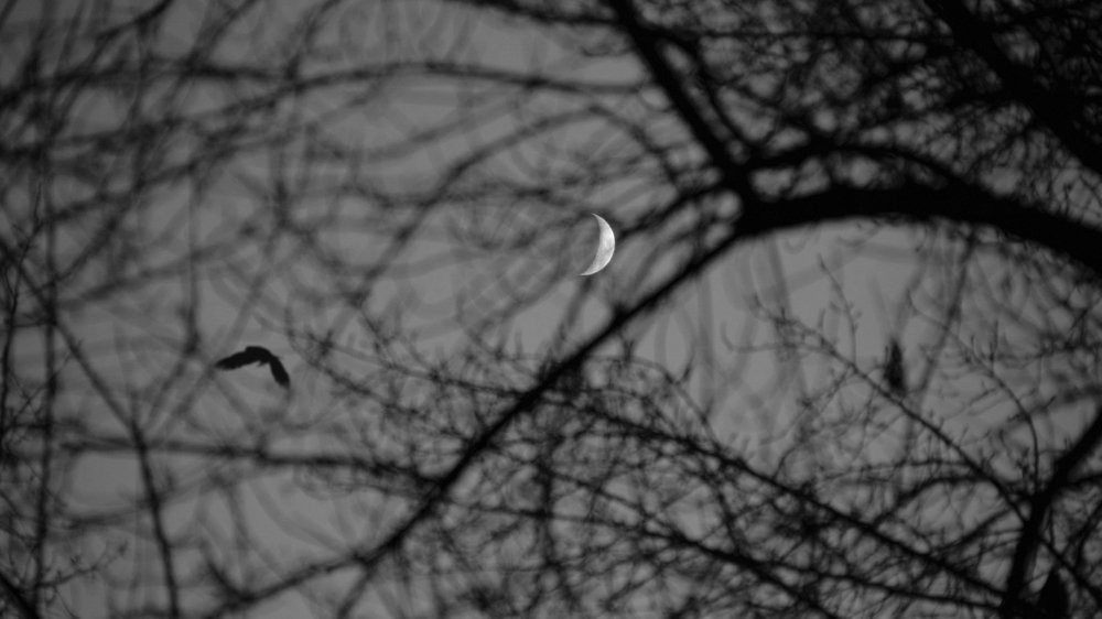 Photograph by Егор Башмаков