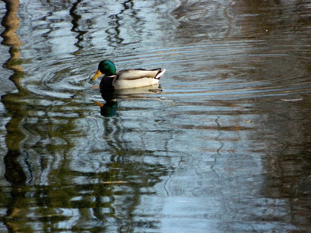 Фотография автора Сергей Рапопорт