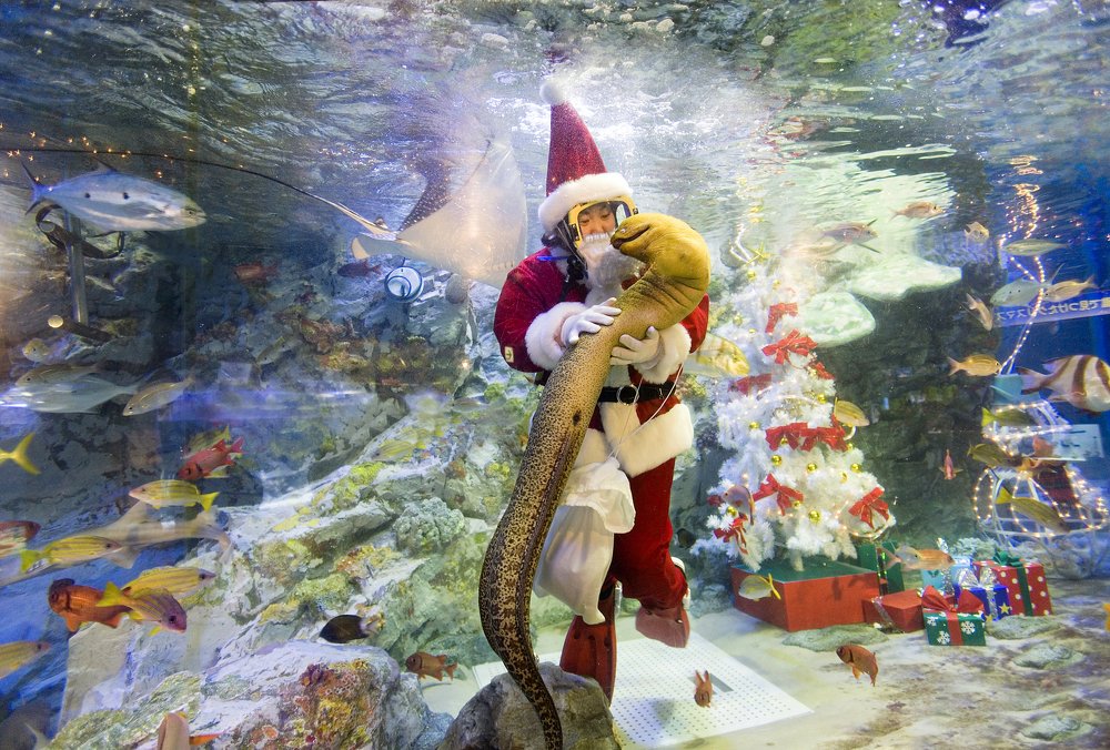 Фотография автора Сергей Метелица