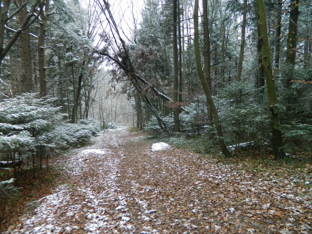 Фотография автора Сергей Рапопорт