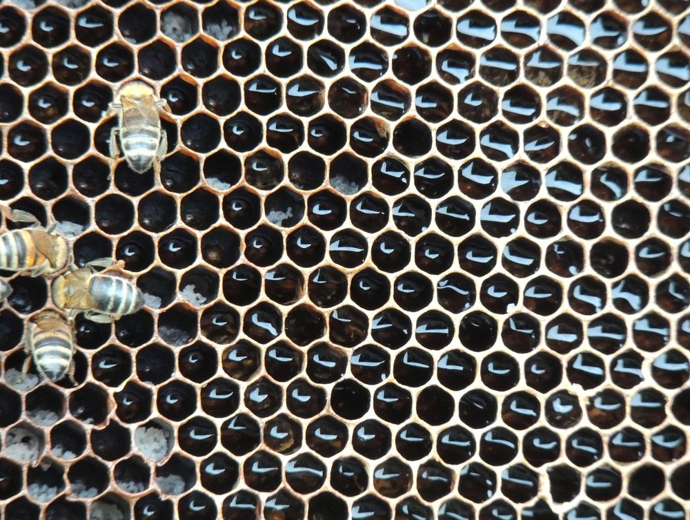 Photograph by Ionescu Stelian