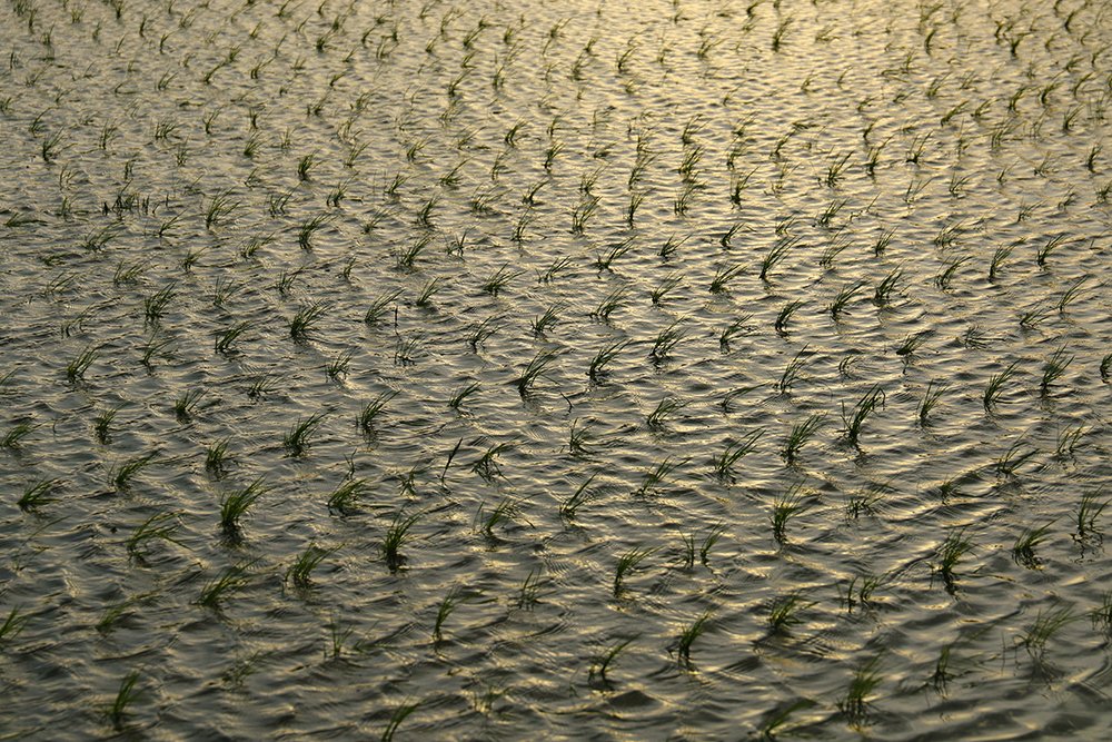 Фотография автора behbood mohajeri jolandan