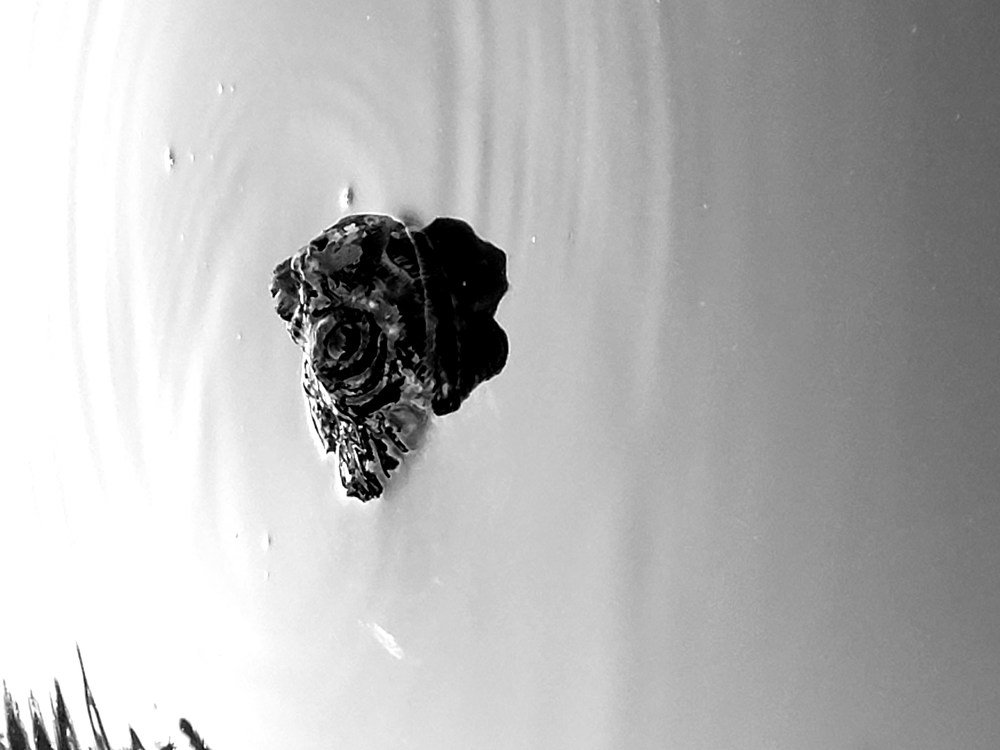 Photograph by Зинаида Кокарева