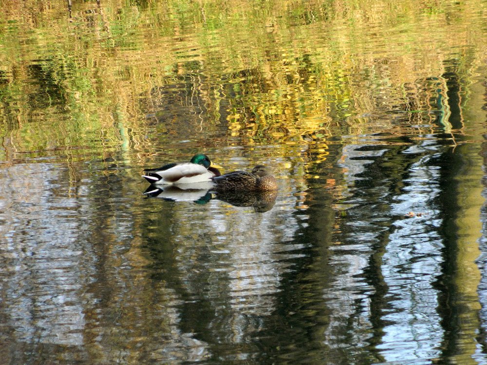 Фотография автора Сергей Рапопорт