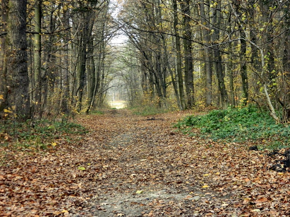 Фотография автора Сергей Рапопорт