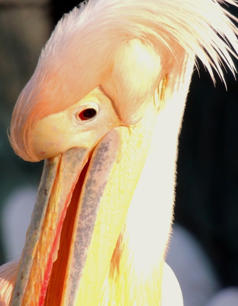 Photograph by Ionescu Stelian