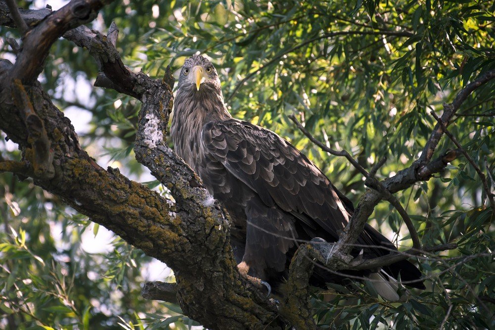 Орлан-белохвост.