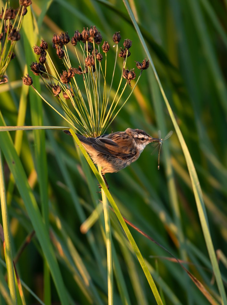 Камышовка-барсучок.