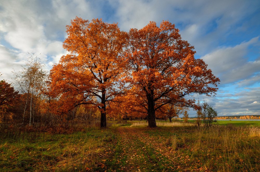 Дубы готовятся к зиме.