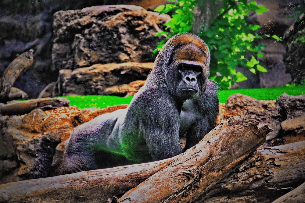 Photograph by Aleksandr Larionov