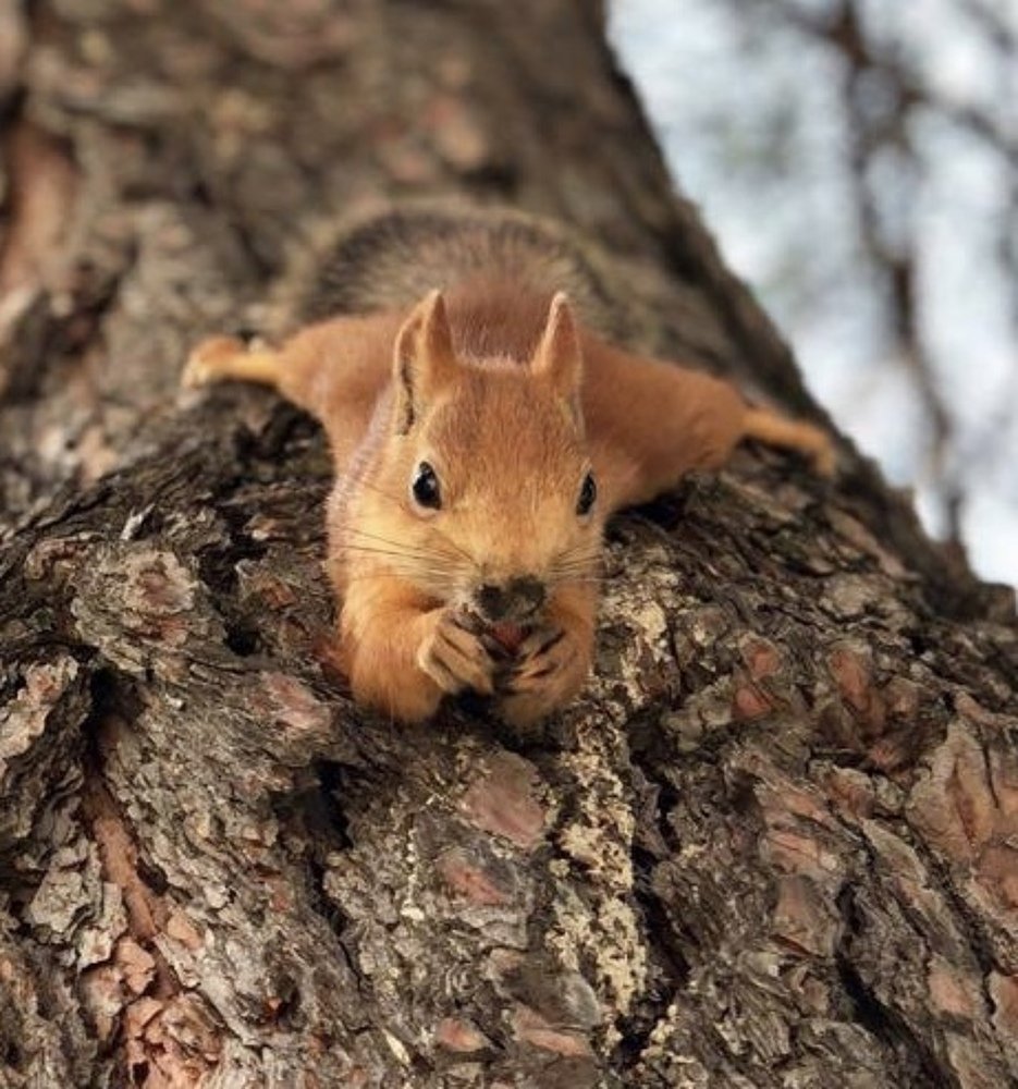 Фотография автора Елена Ломова
