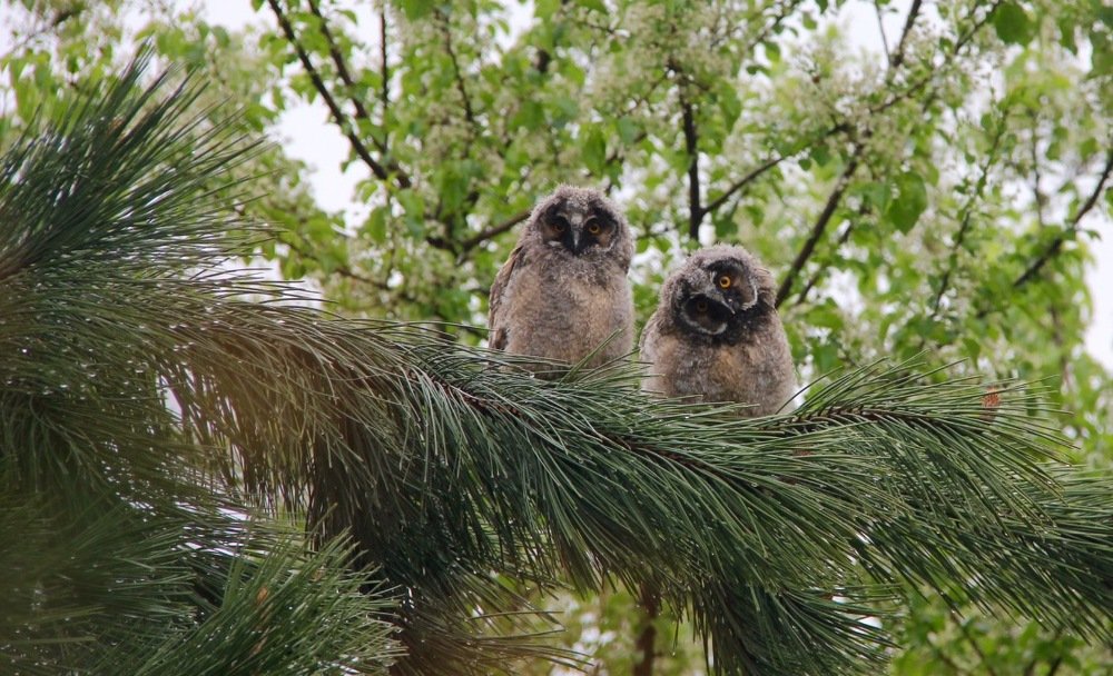 Фотография автора Елена Ломова
