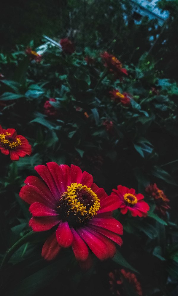 Photograph by Krishna Sai