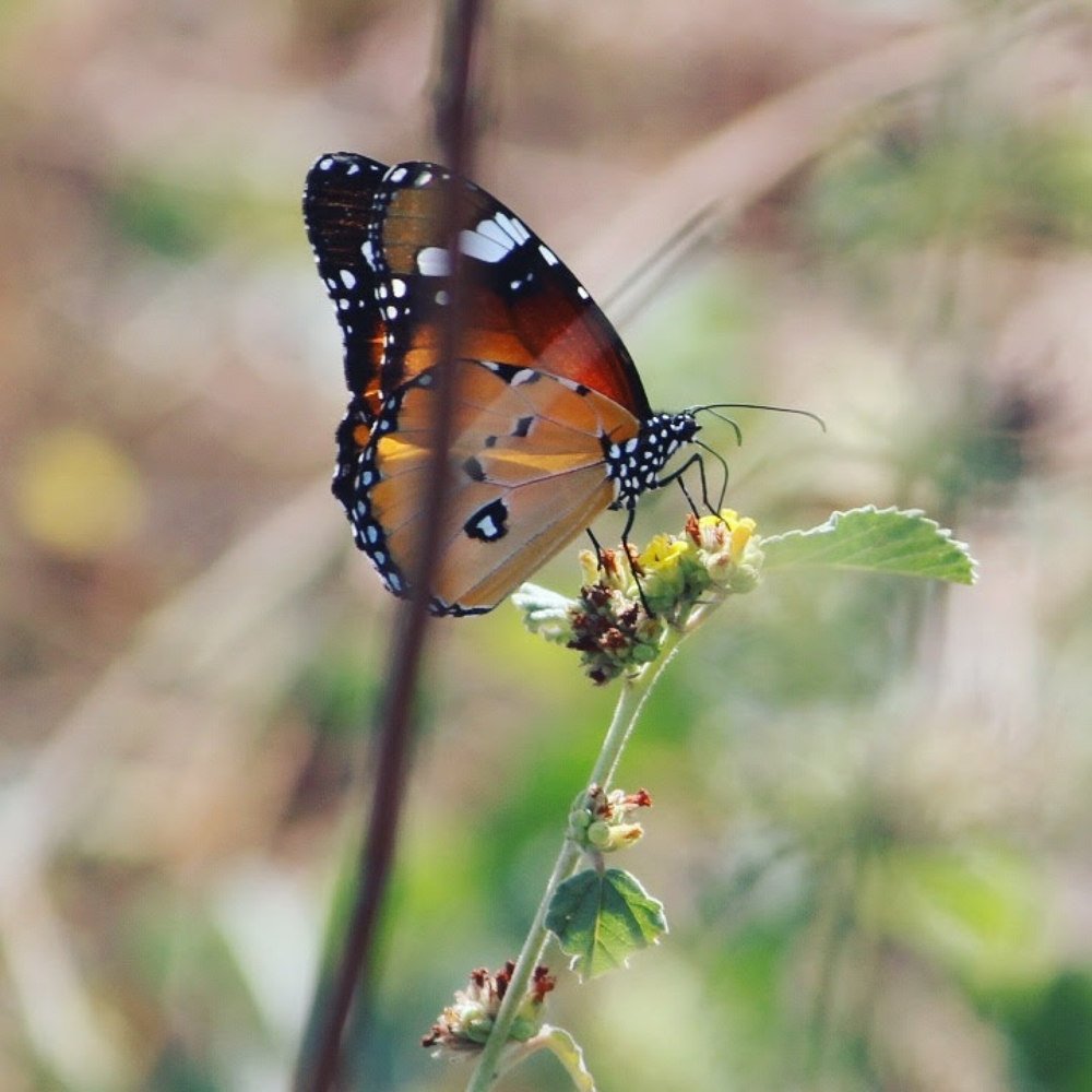 Photograph by Krishna Sai