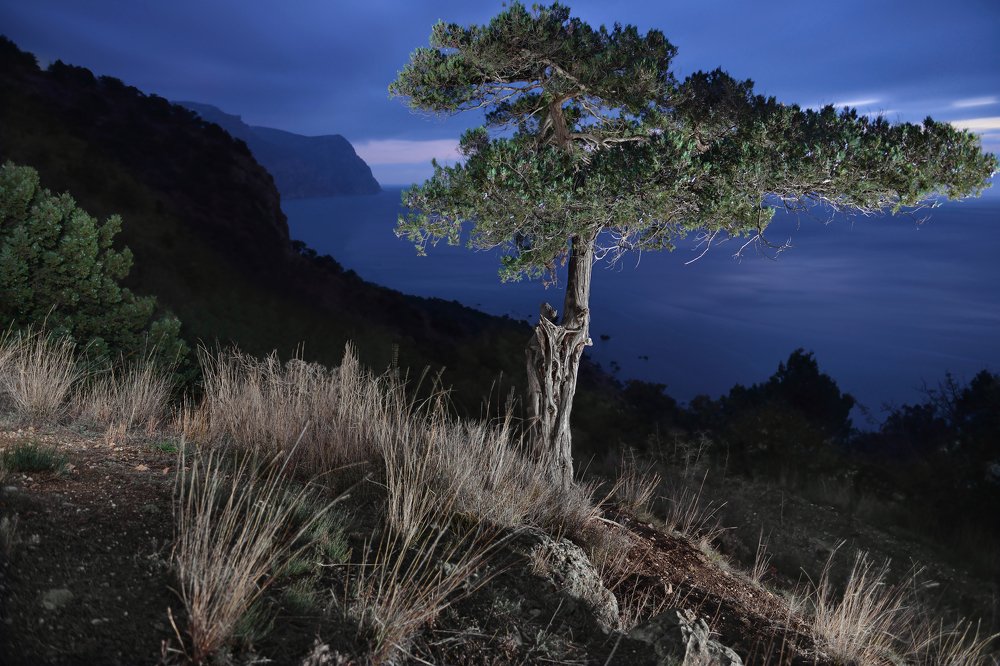 В можжевеловой роще
