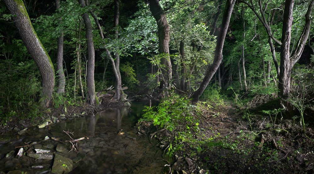 Тёмный лес.