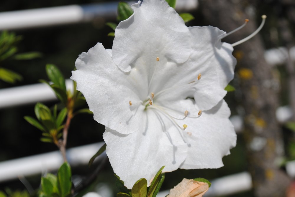 Photograph by aminik kh