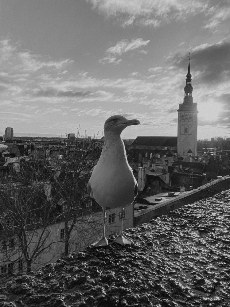 Фотография автора Юлия Полищук