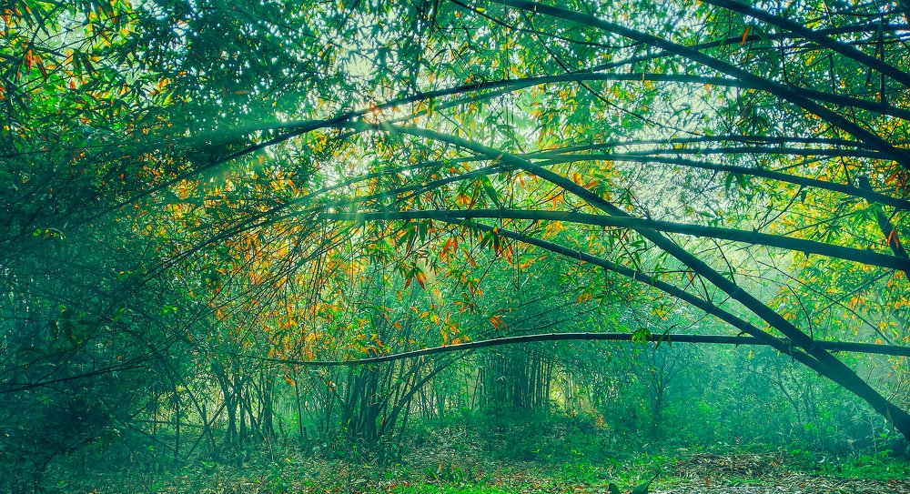 Foggy morning at a jungle