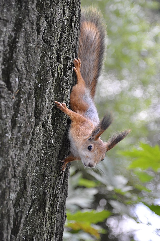 Белка. Squirrel