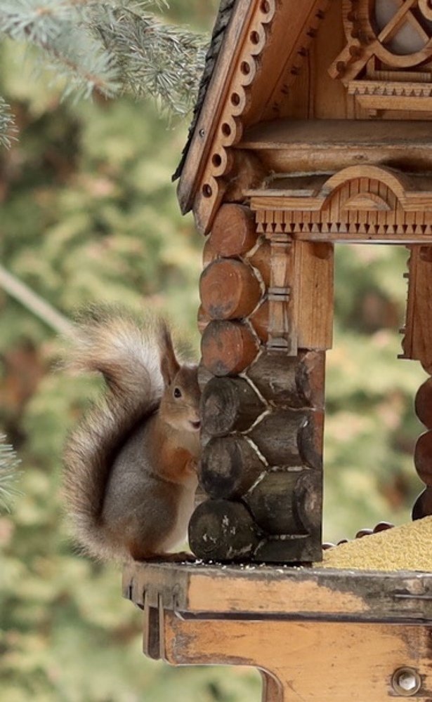 Фотография автора Елена Ломова