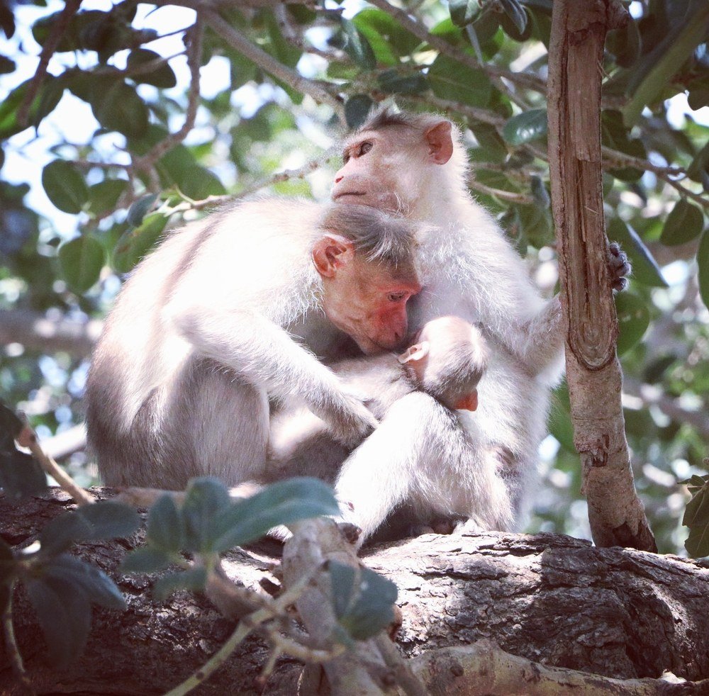 Animals relationship.