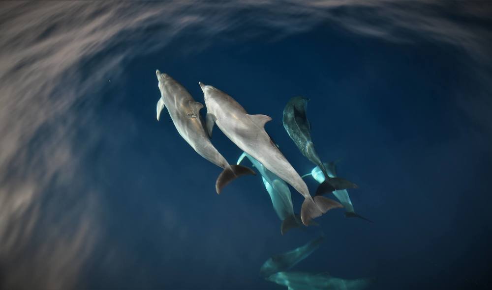 Фотография автора Андрей Антонов