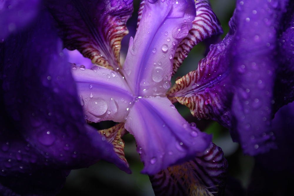 Photograph by Red Woman