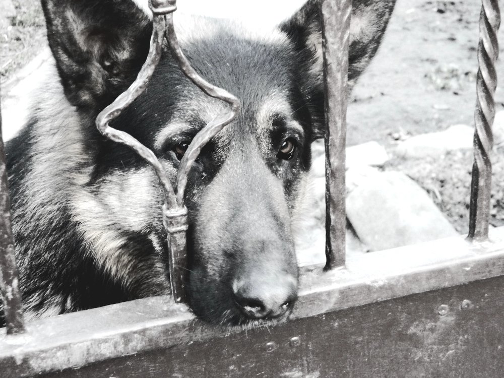 Фотография автора Сергей Рапопорт