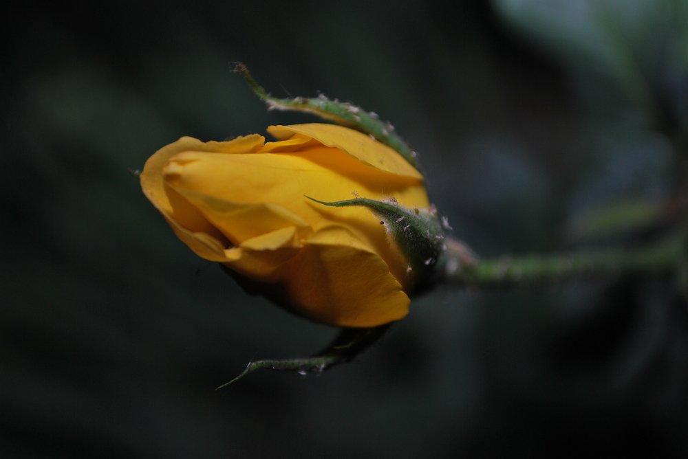 Photograph by Red Woman