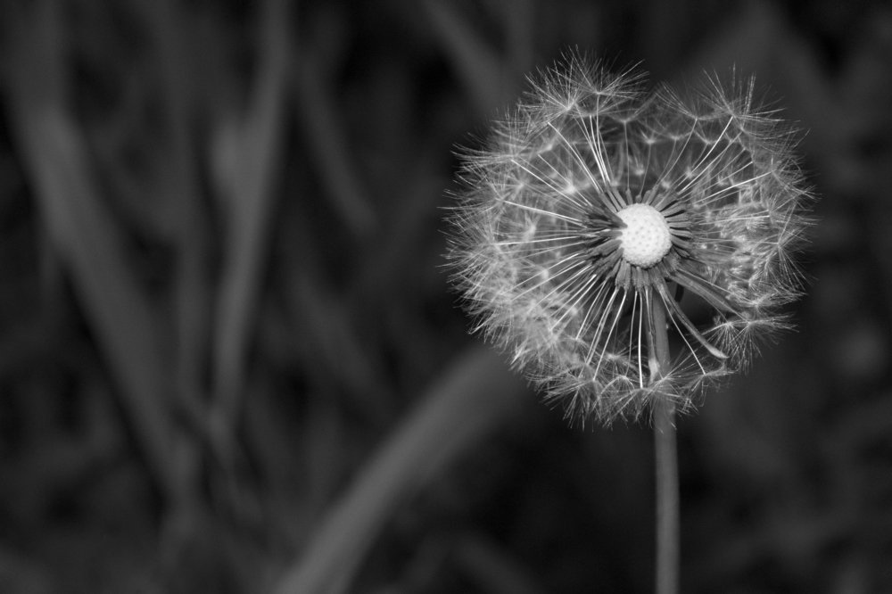 Photograph by Анастасия Рыжикова